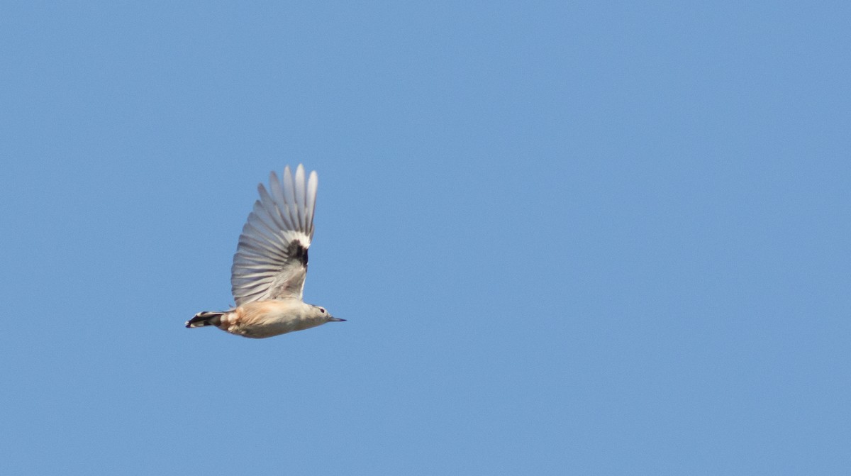 White-breasted Nuthatch - Andrew Dreelin