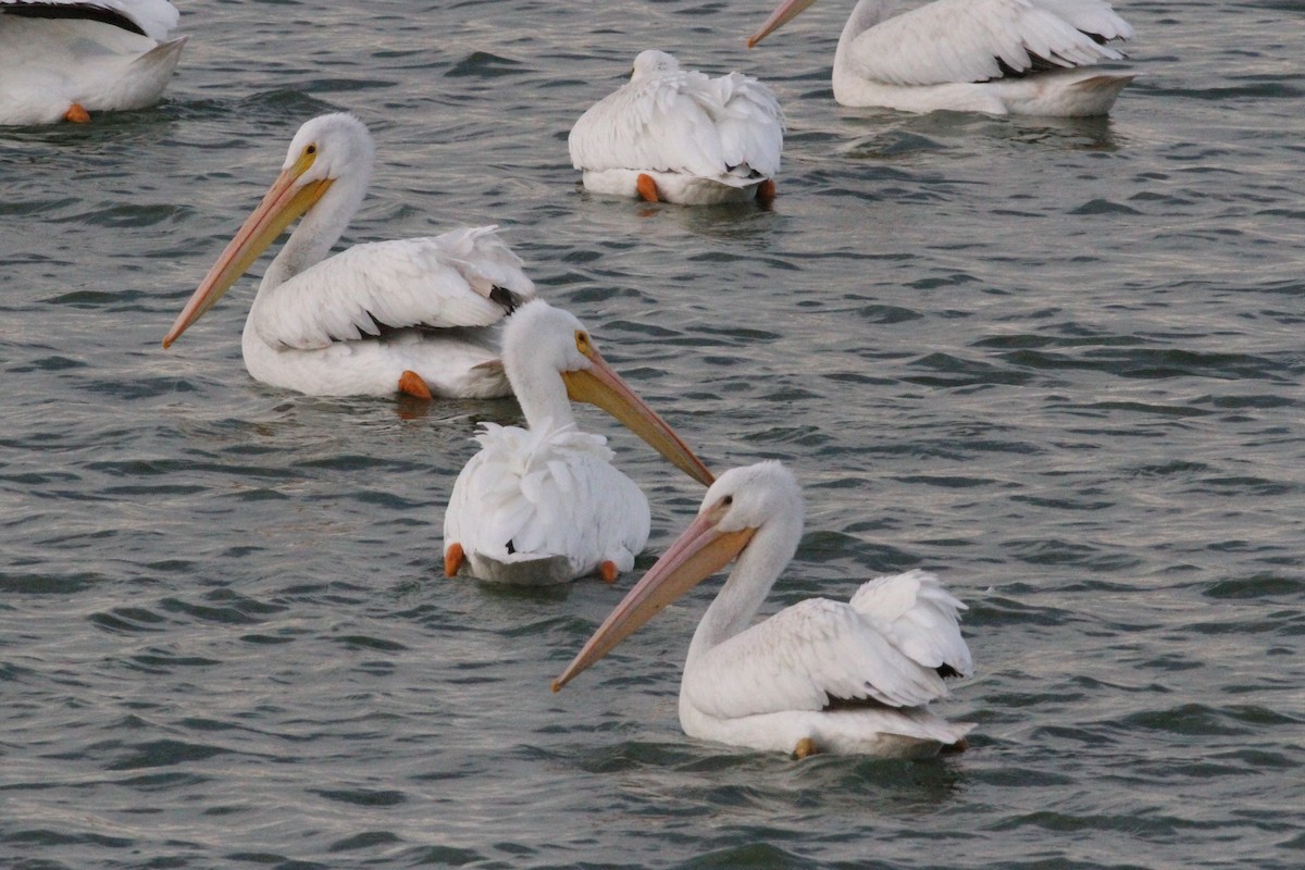 American White Pelican - ML120123071