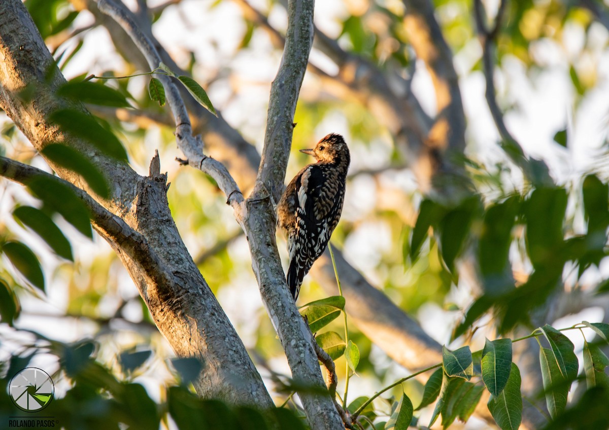 Yellow-bellied Sapsucker - ML120124281