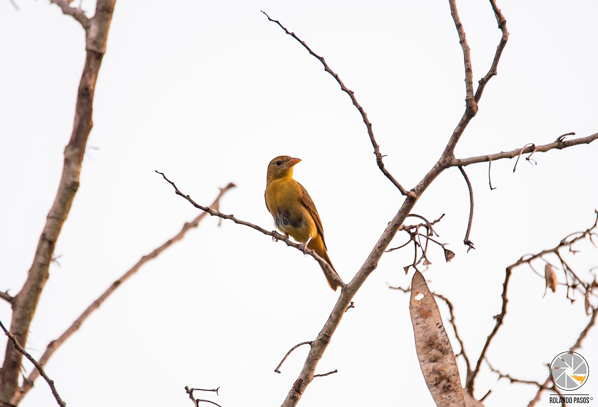 Summer Tanager - ML120124521