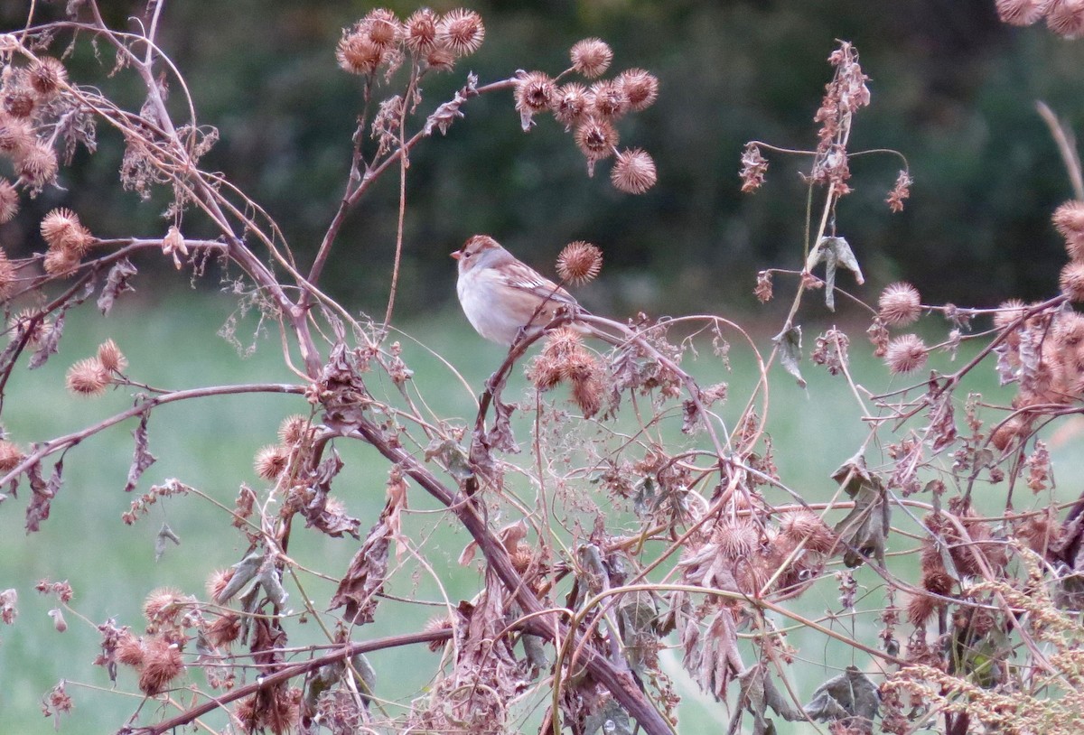 White-crowned Sparrow - ML120125731