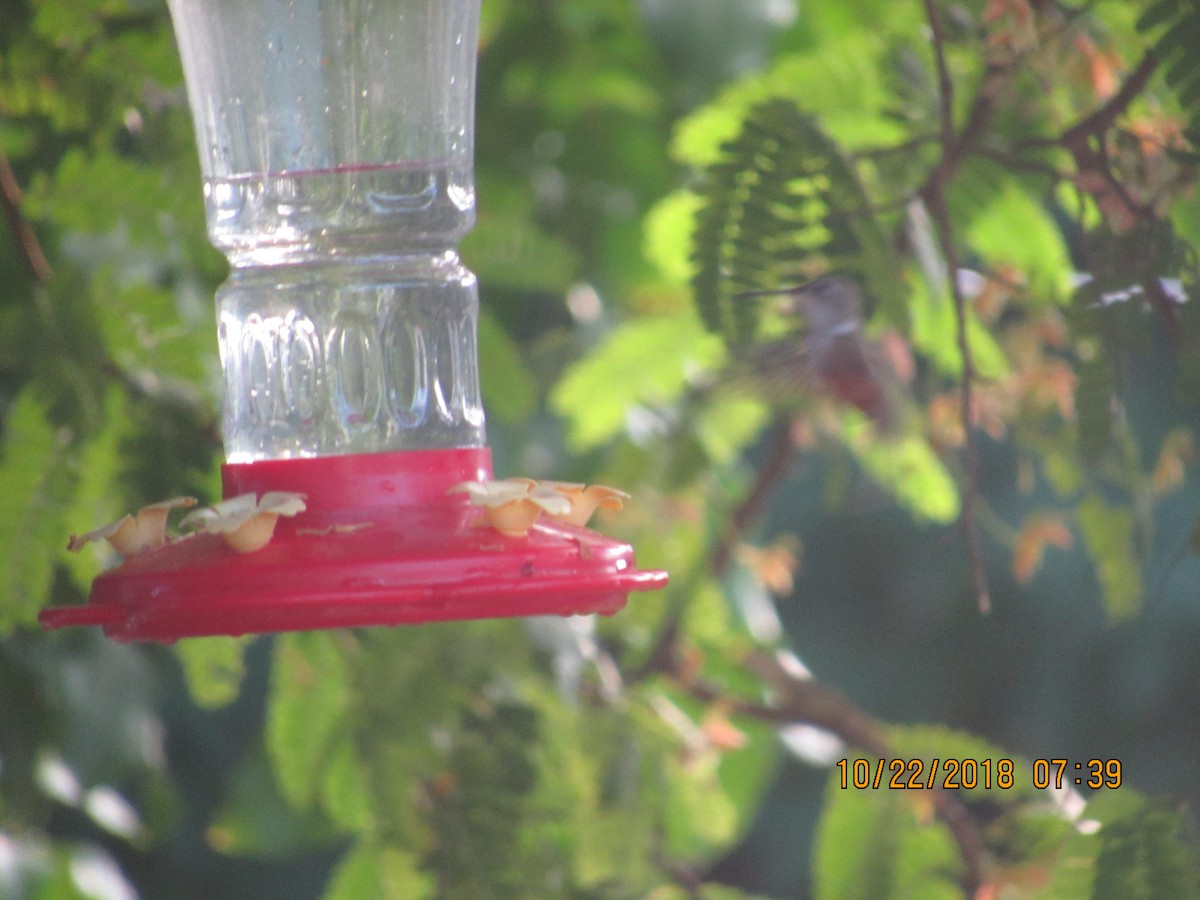 Inagua Woodstar - ML120126281