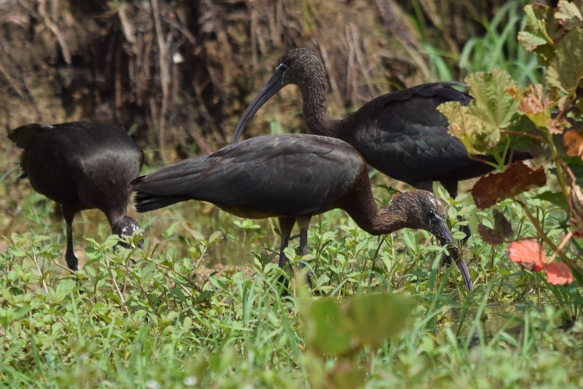 Glossy Ibis - ML120127091