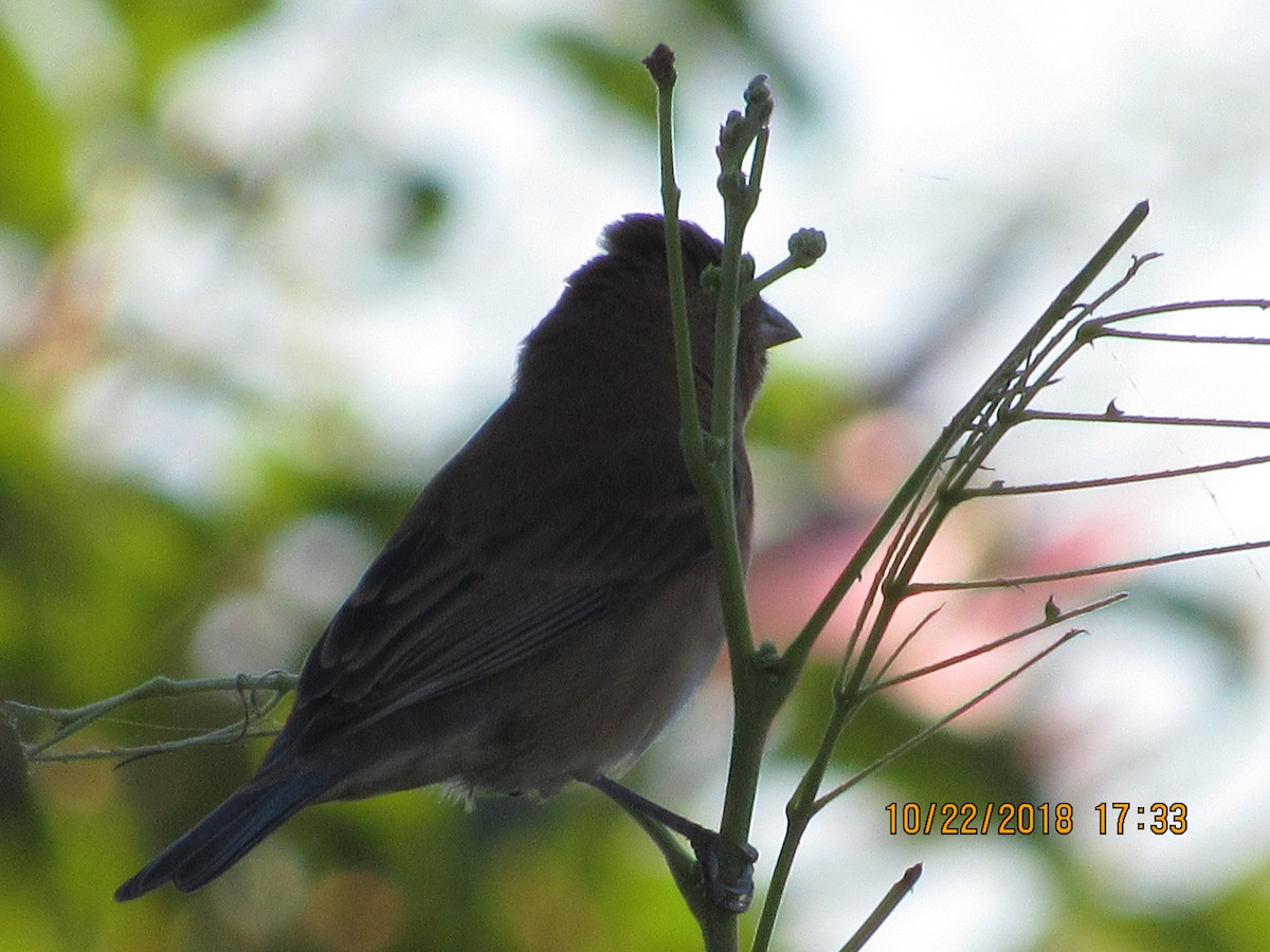 Blue Grosbeak - ML120128041