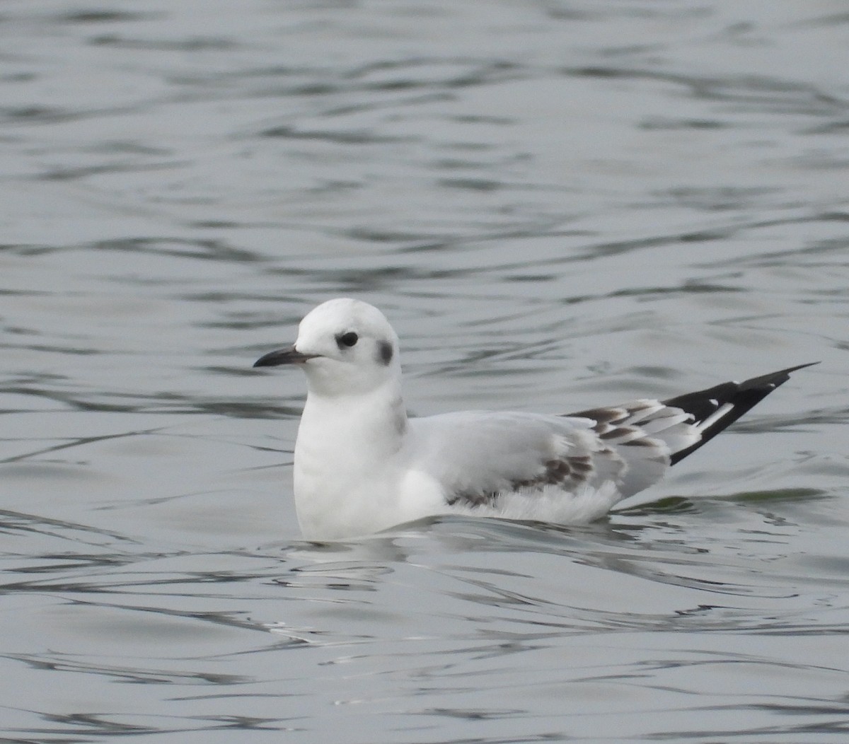 Bonaparte's Gull - Nick Mrvelj
