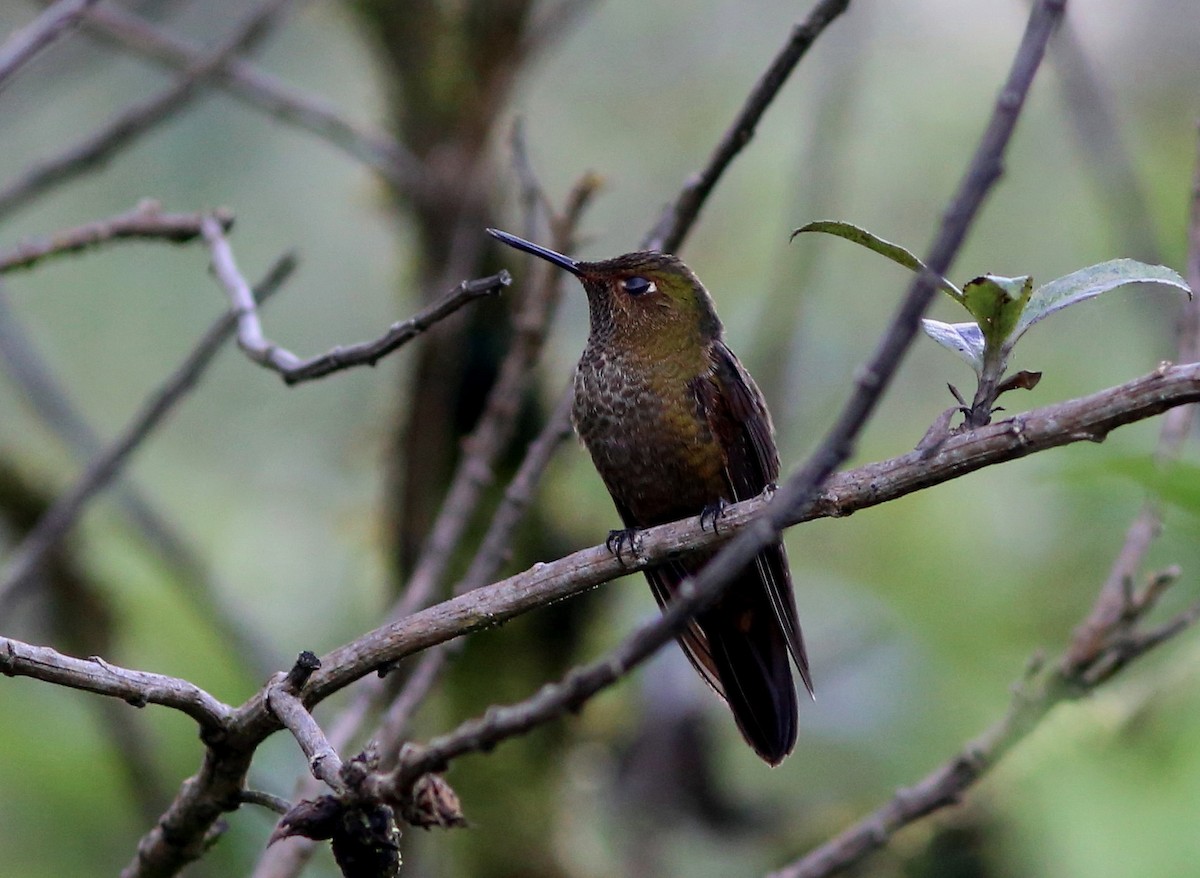 Scaled Metaltail - Rohan van Twest