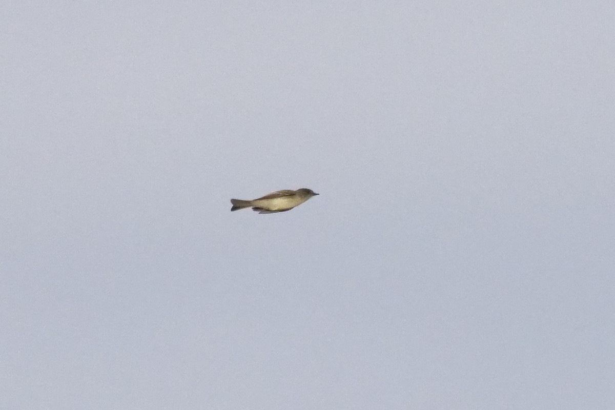 Eastern Phoebe - ML120133121