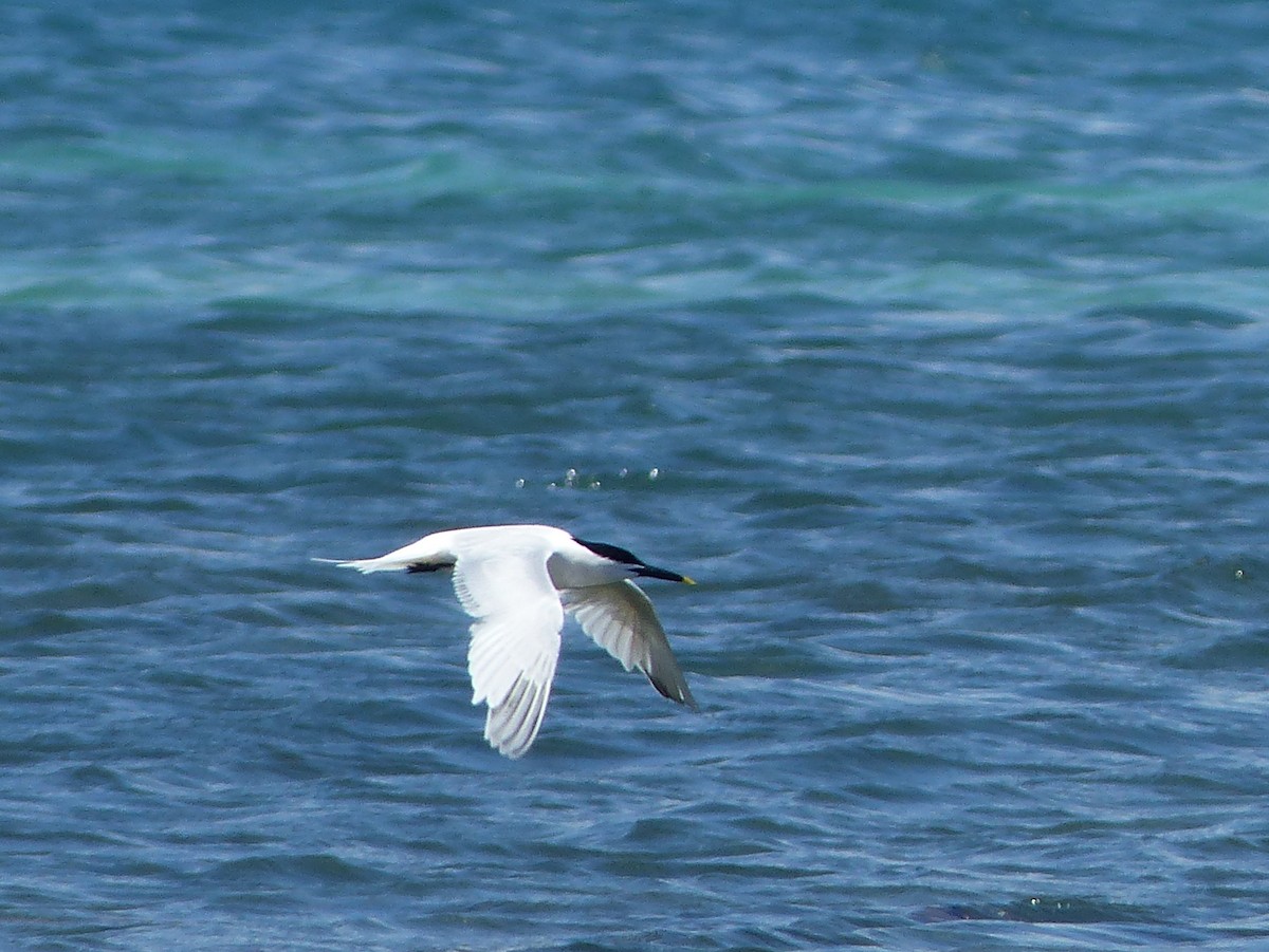 Sandwich Tern - ML120133351