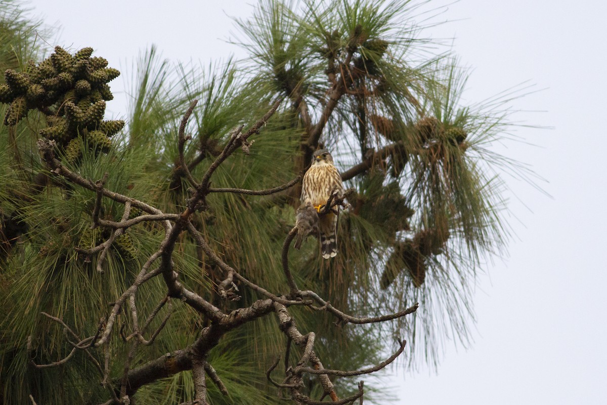 Boz Doğan (columbarius) - ML120135851