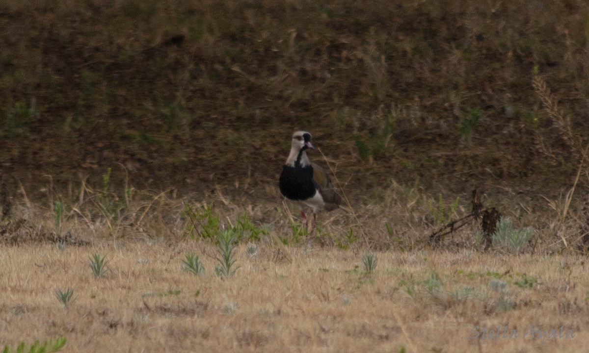 Southern Lapwing - ML120135991