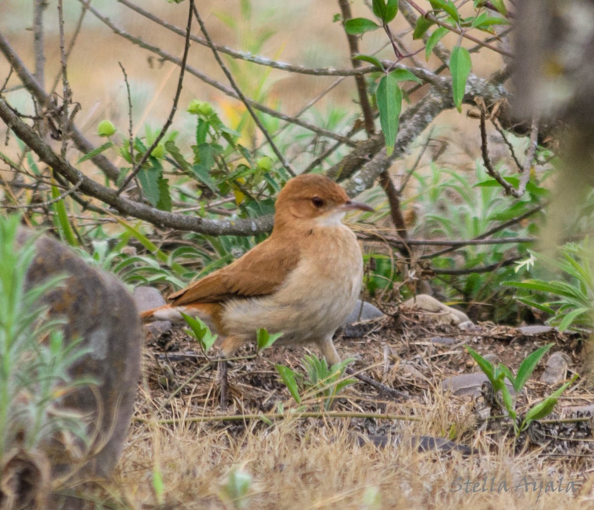 Rufous Hornero - Stella Ayala