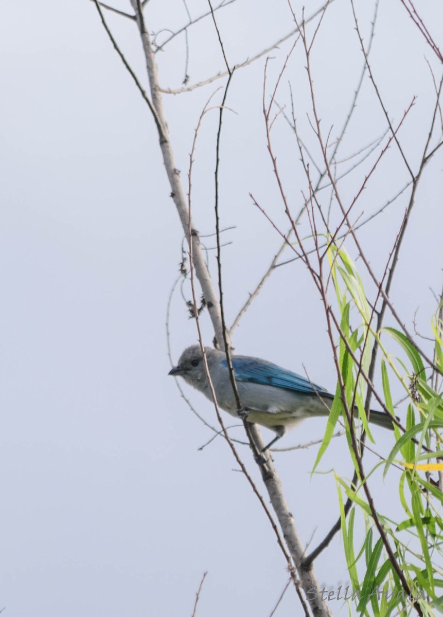 Sayaca Tanager - ML120136361