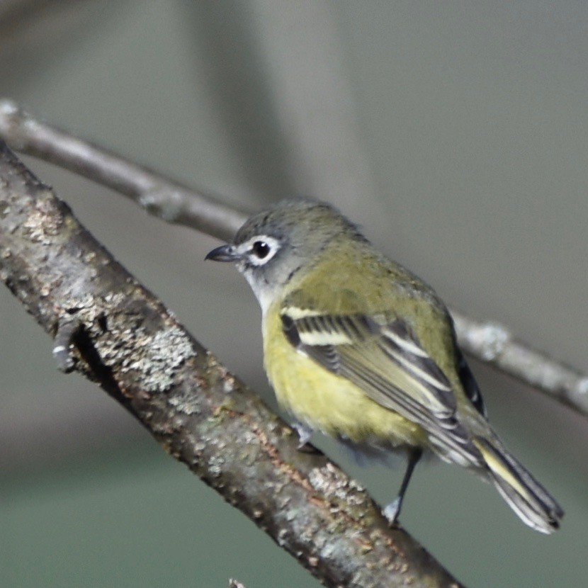 Blue-headed Vireo - ML120136441