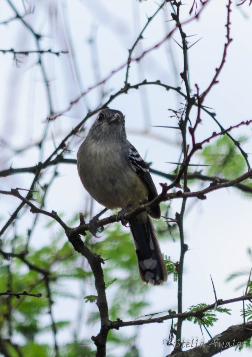 Variable Antshrike - Stella Ayala