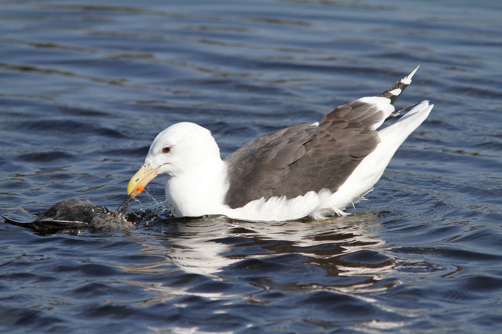 Great Black-backed Gull - Matthew Jewell