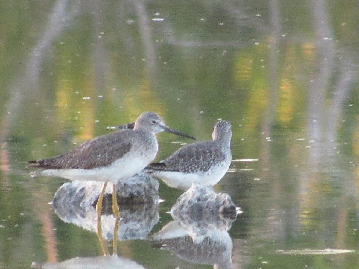 Greater Yellowlegs - ML120137591