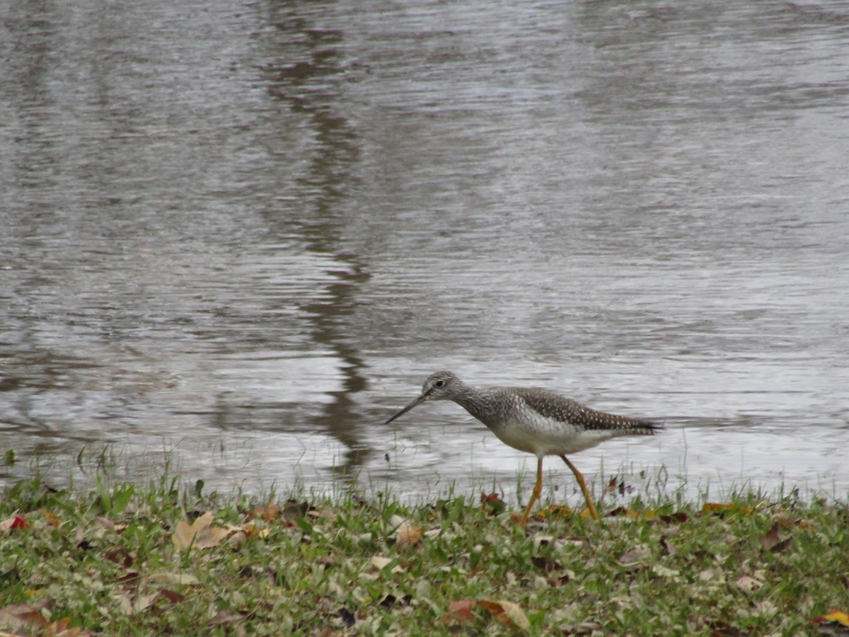 Lesser Yellowlegs - ML120137791
