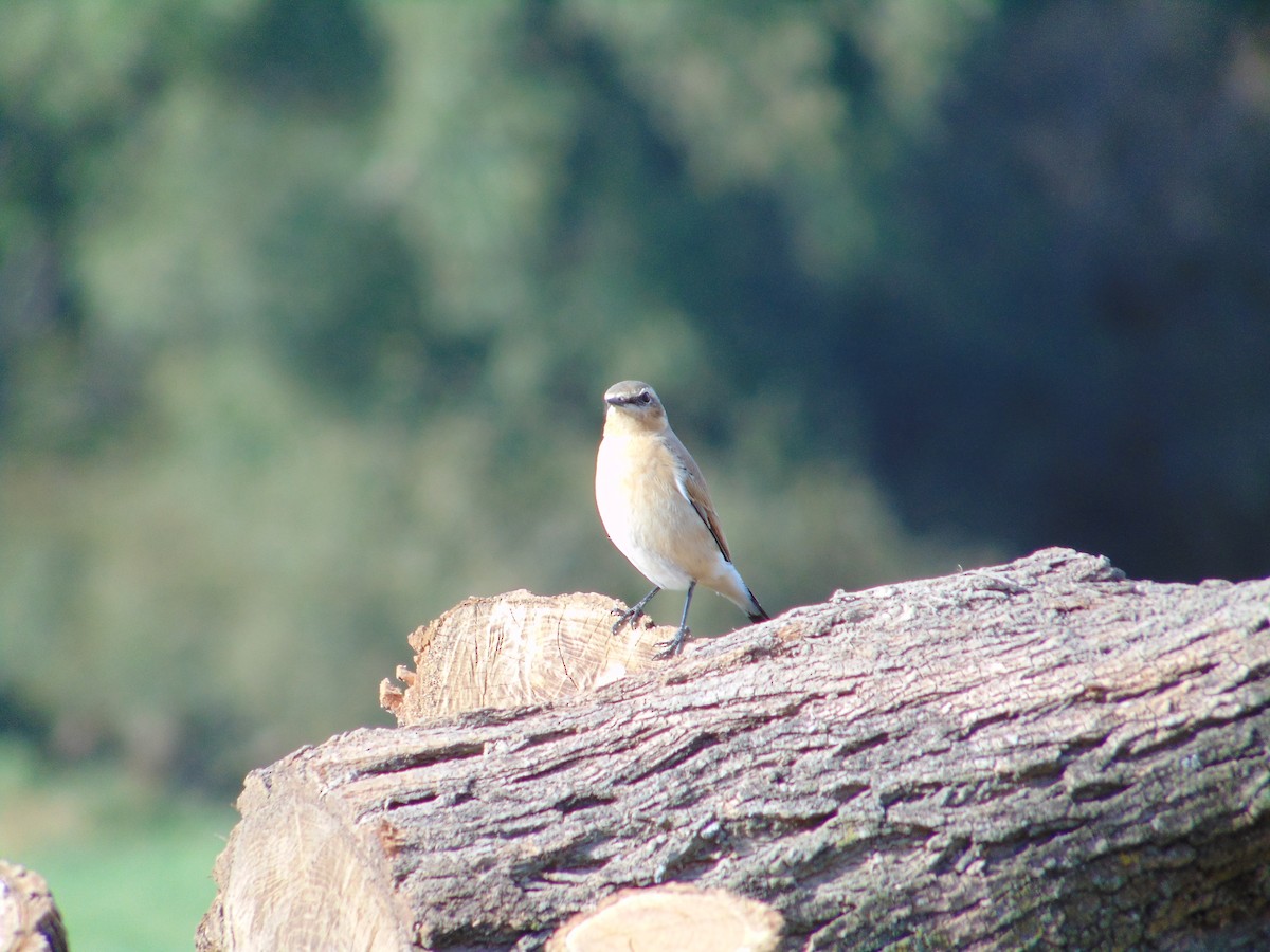 Northern Wheatear - Nicholas Rosner