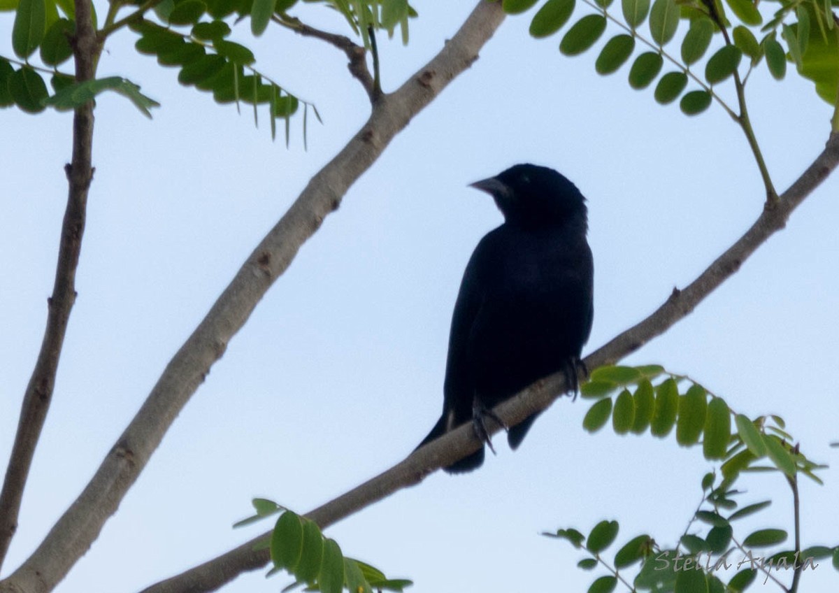 Screaming Cowbird - ML120140441