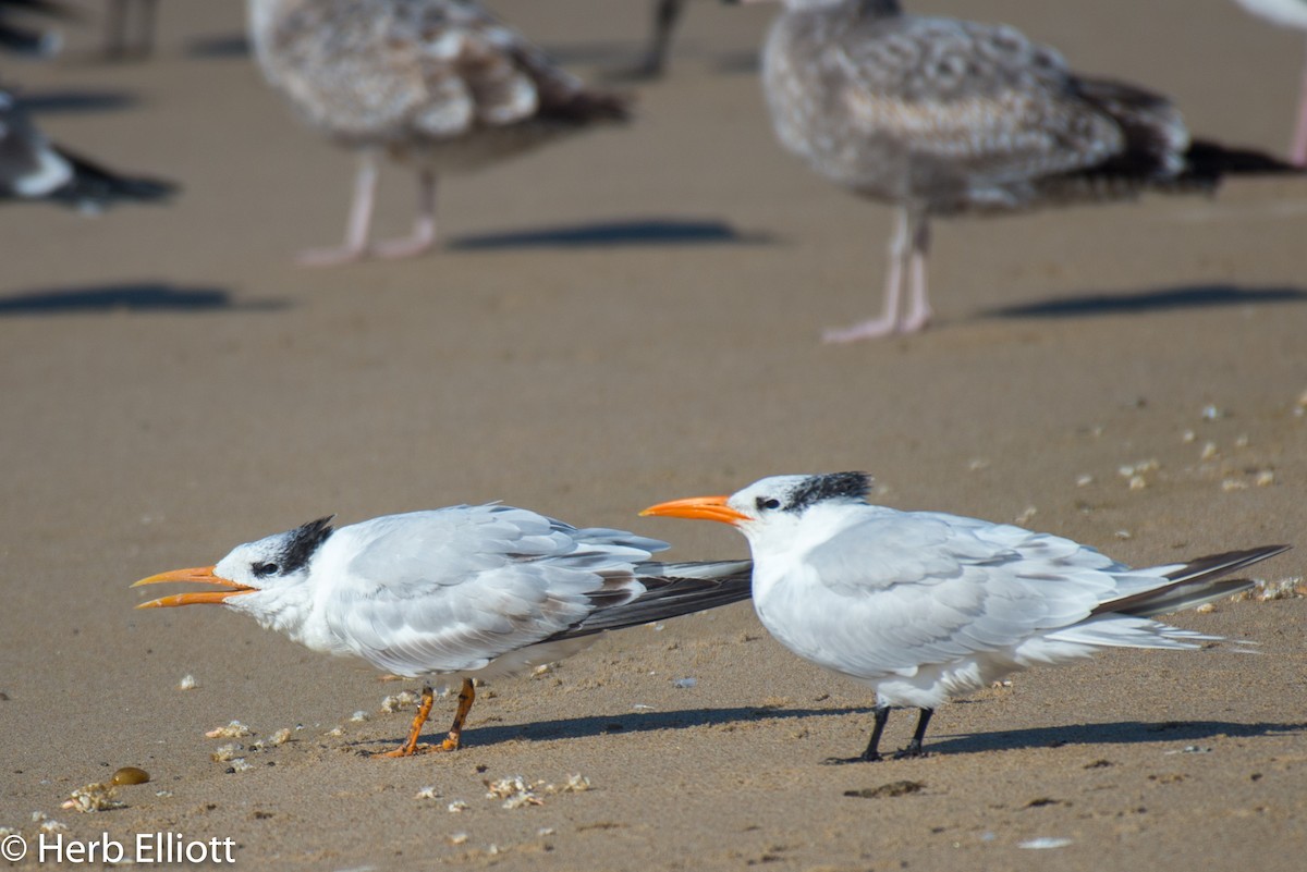 Elegant Tern - ML120140491