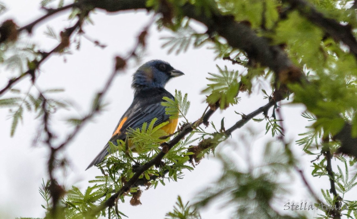 Blue-and-yellow Tanager - Stella Ayala