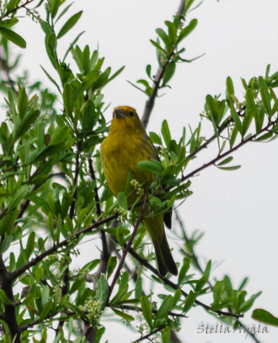 Saffron Finch - ML120140551