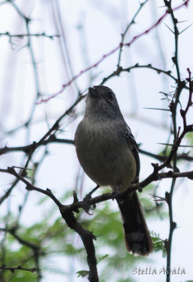 Variable Antshrike - Stella Ayala