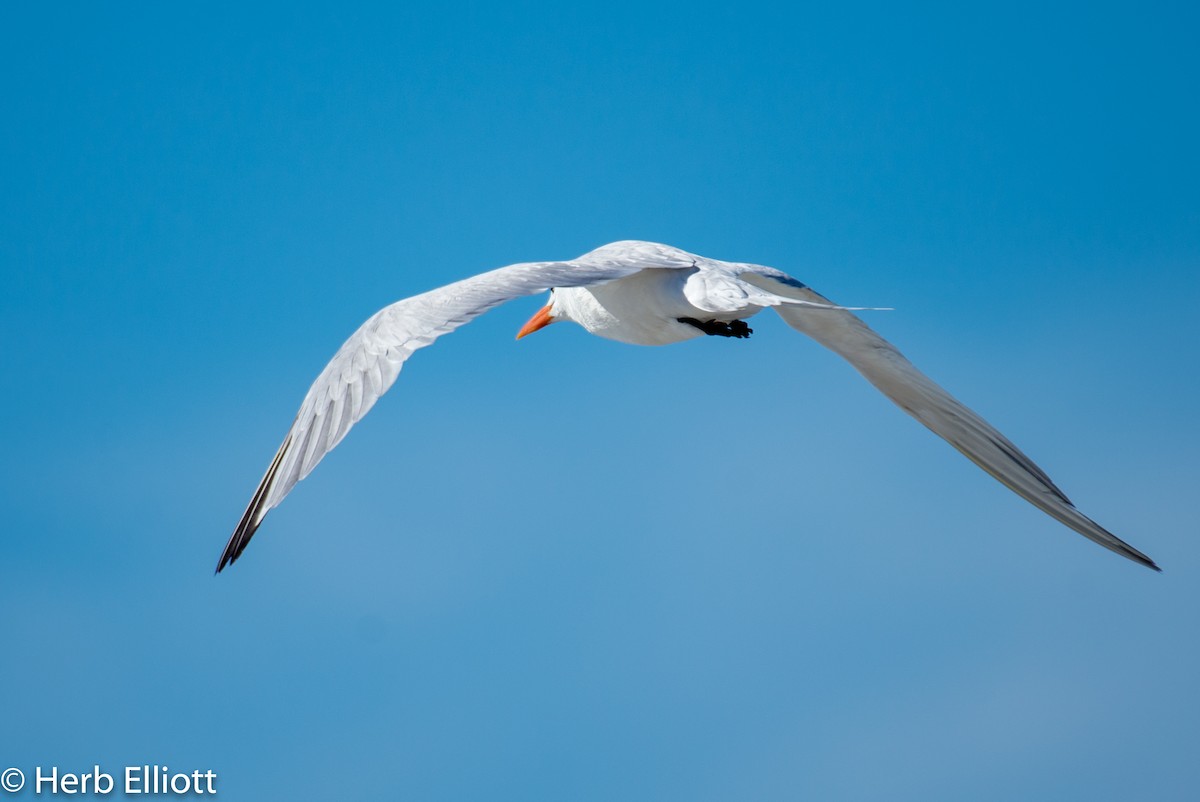 Elegant Tern - ML120140721