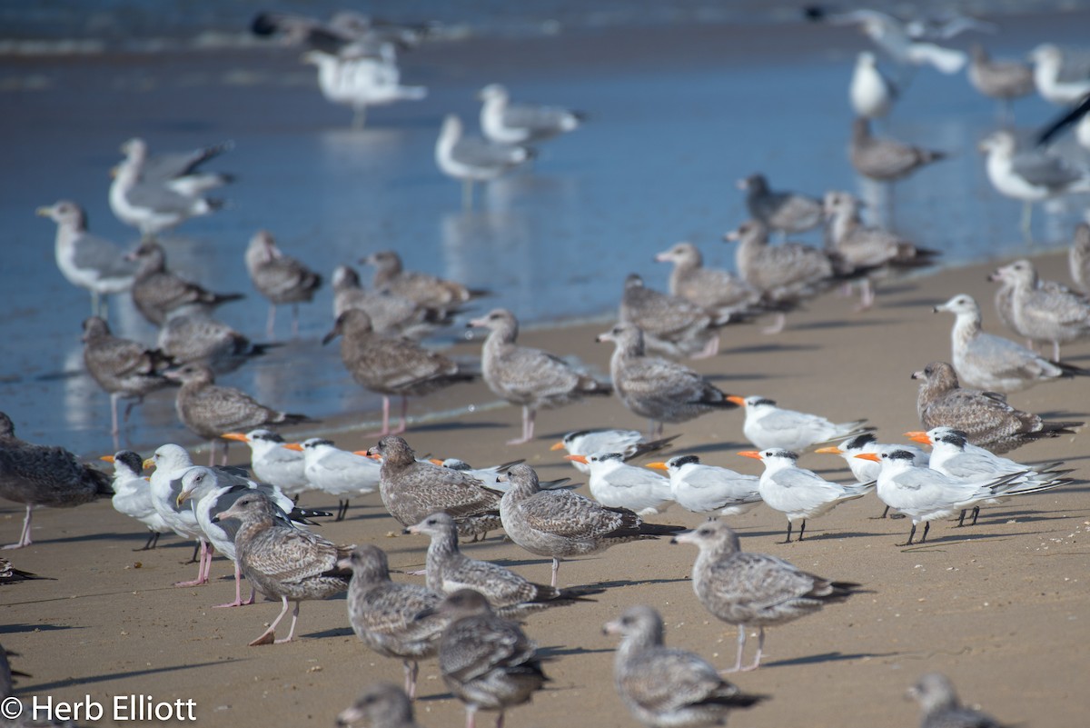 Elegant Tern - ML120140791