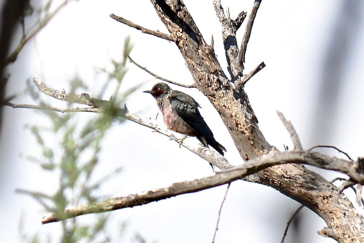 Lewis's Woodpecker - ML120141331