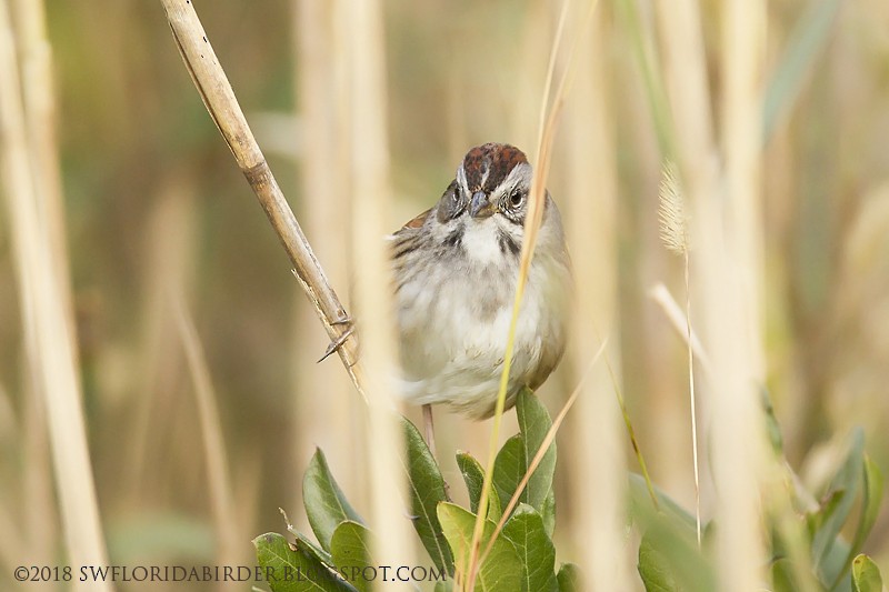 Swamp Sparrow - Bob Pelkey