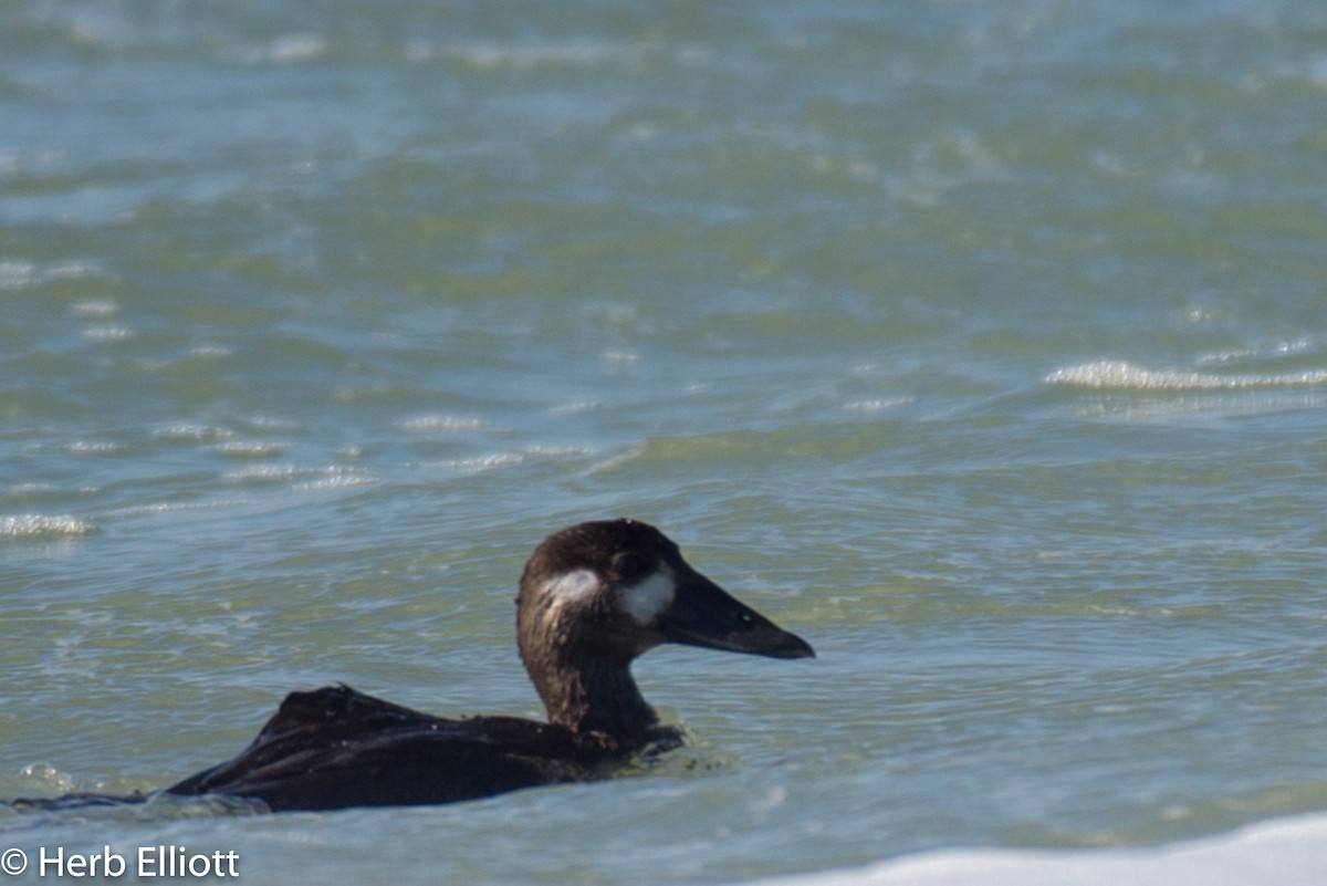 Surf Scoter - ML120141871