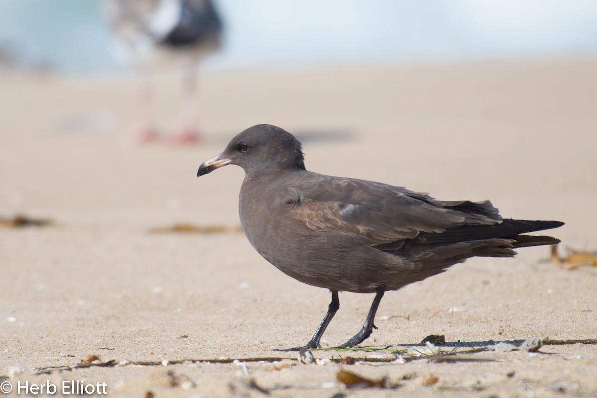 Heermann's Gull - ML120142301