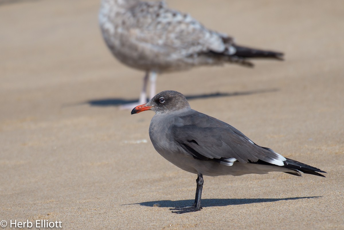 Heermann's Gull - ML120142341