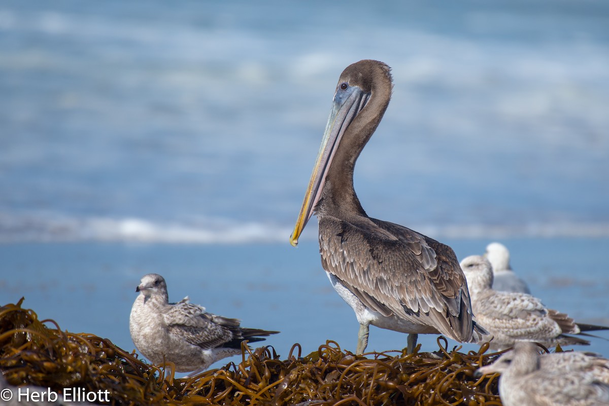 Brown Pelican - ML120142731