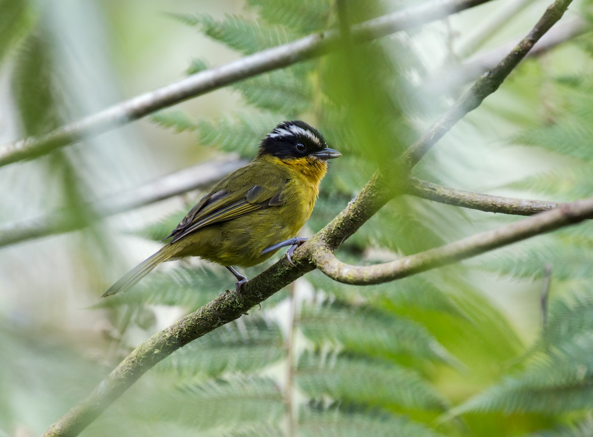 Black-capped Hemispingus - Nick Athanas