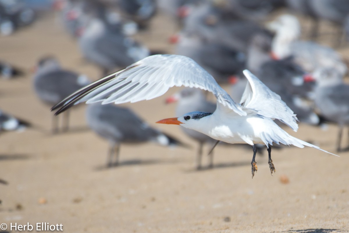 Elegant Tern - ML120143341