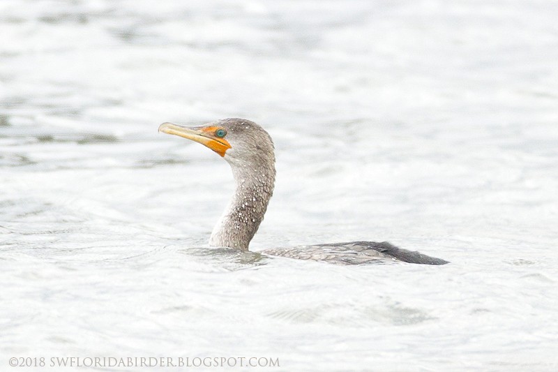 Double-crested Cormorant - Bob Pelkey