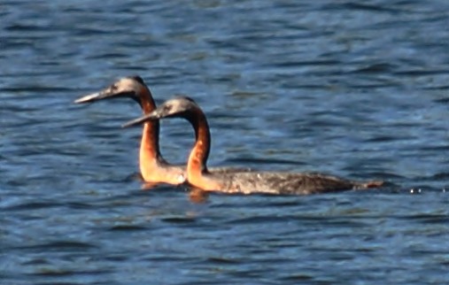 Great Grebe - ML120143811