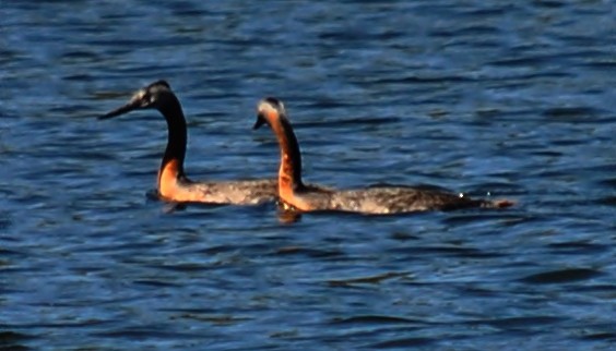 Great Grebe - ML120143821