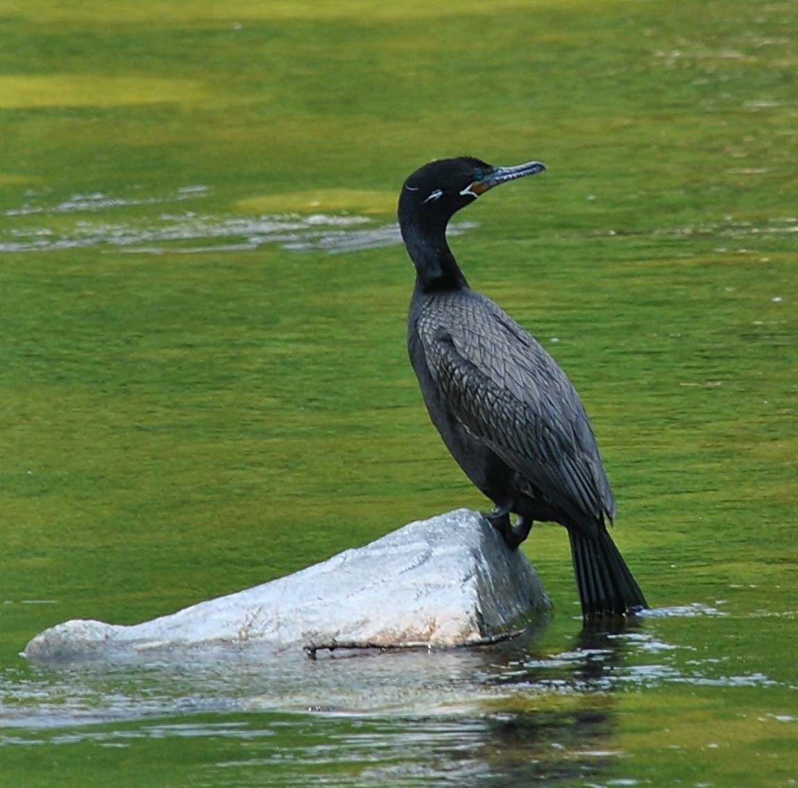 Cormoran vigua - ML120143991