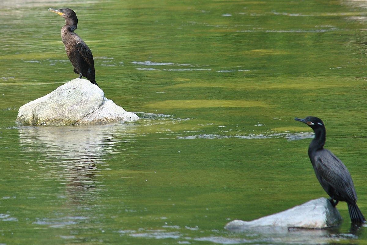 Neotropic Cormorant - ML120144001