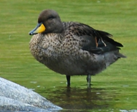 Yellow-billed Teal - ML120144171