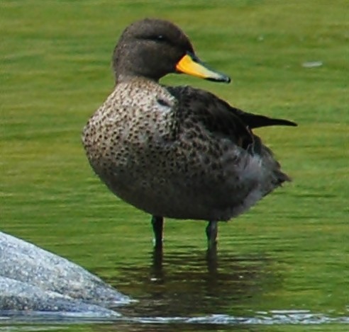 Yellow-billed Teal - ML120144191