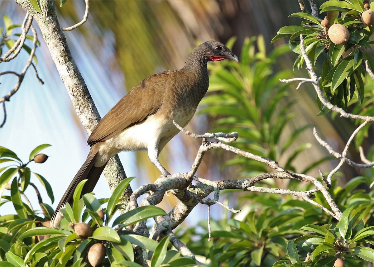 White-bellied Chachalaca - ML120144401