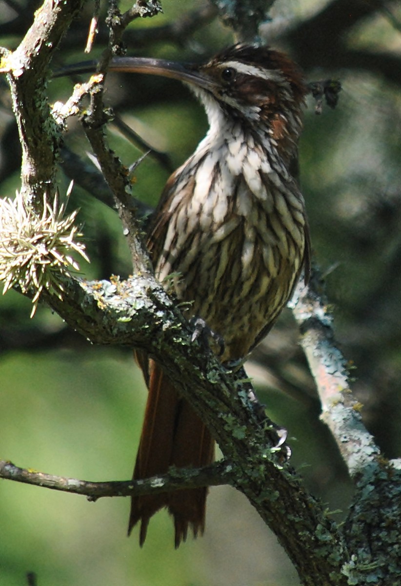 Scimitar-billed Woodcreeper - ML120144531