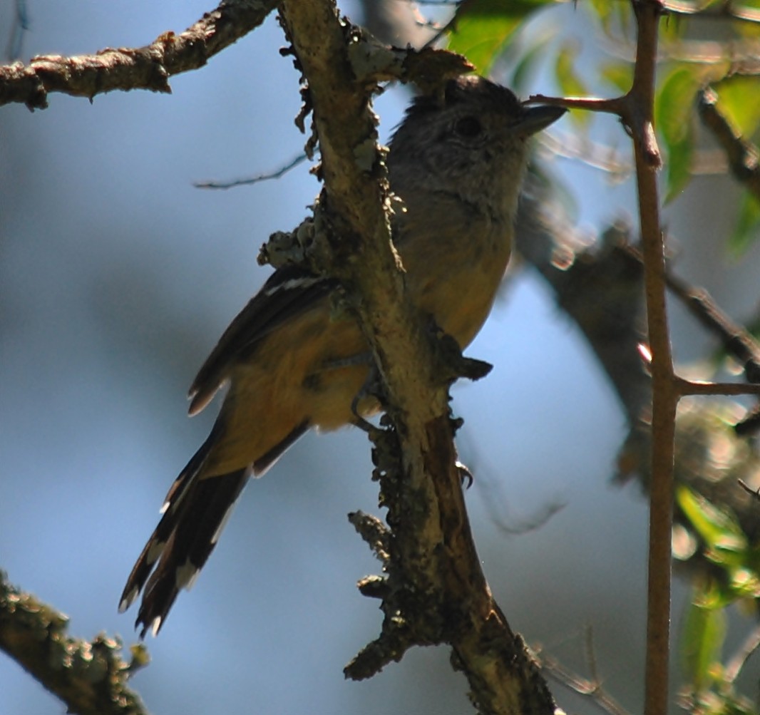 Variable Antshrike - ML120144701