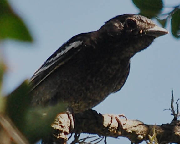 White-winged Becard - ML120144891