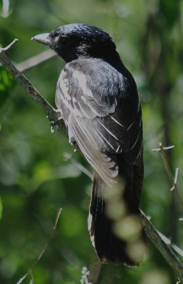 Bécarde à ailes blanches - ML120144921