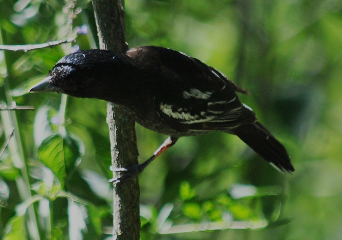 White-winged Becard - ML120144941